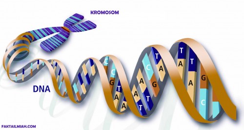 E-KTP Mungkin Juga Perlu Dilengkapi Data DNA